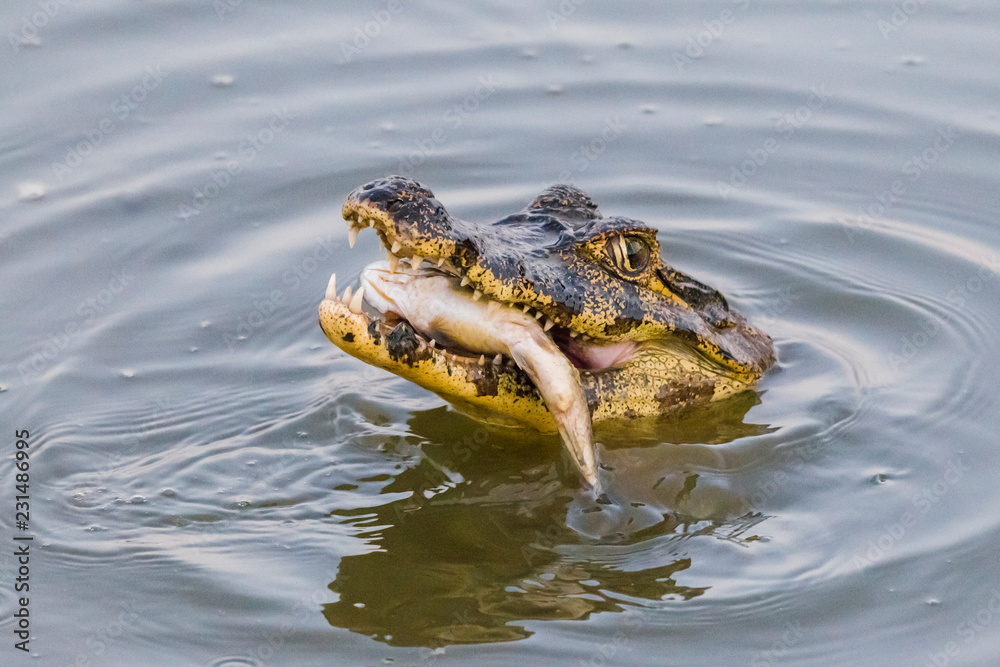 Fototapeta premium Yacare Caiman with fish in the Pantanal