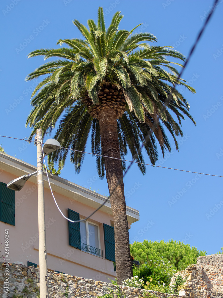 Italian sky with palm tree