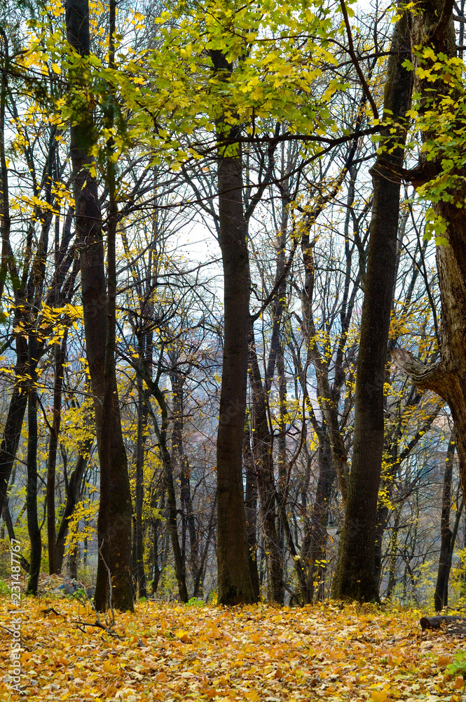 Fototapeta premium Day in the autumn park