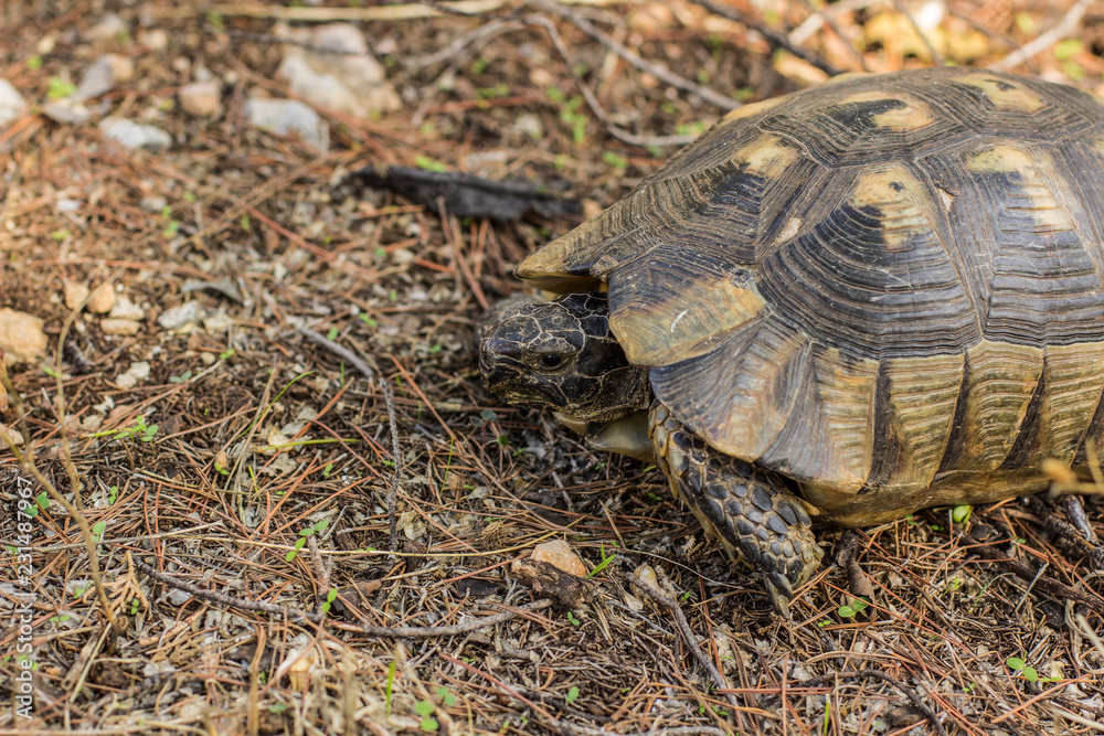 wild animal turtle portrait in dry forest outdoor park landscape in tropic Mediterranean district of the Earth wild animal turtle portrait in dry forest outdoor park landscape in tropic Mediterranean district of the Earth
