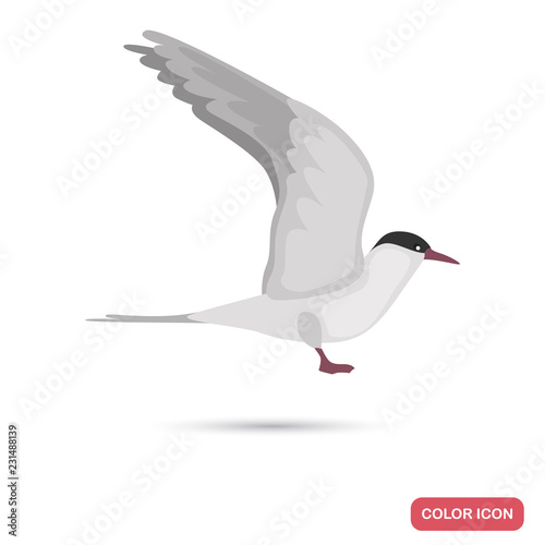 Arctic tern sea bird color flat icon