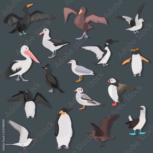 Different sea birds color flat icons set