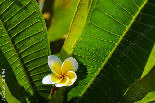 Frangipani - Plumeria - Tempelbaum - Jasmin photo