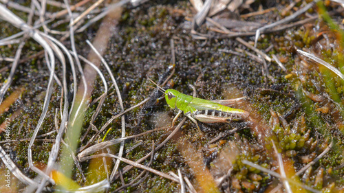 Grillo verde in primo piano sul prato