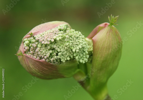 flower in the garden wwith bokeh background photo