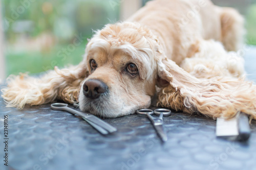 Bild auf Leinwand Portrait of cute American Cocker Spaniel dog  lying on the grooming table with s
