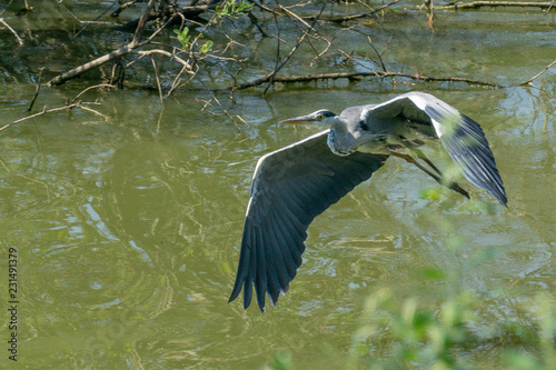 Heron fying over a pond, Belfort photo