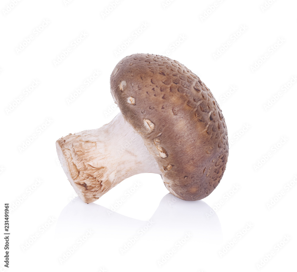 shiitake mushroom on white background shiitake mushroom on white background