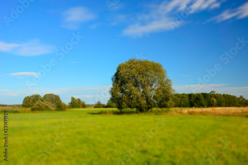 Large willow on a green meadow - blur and high contrast