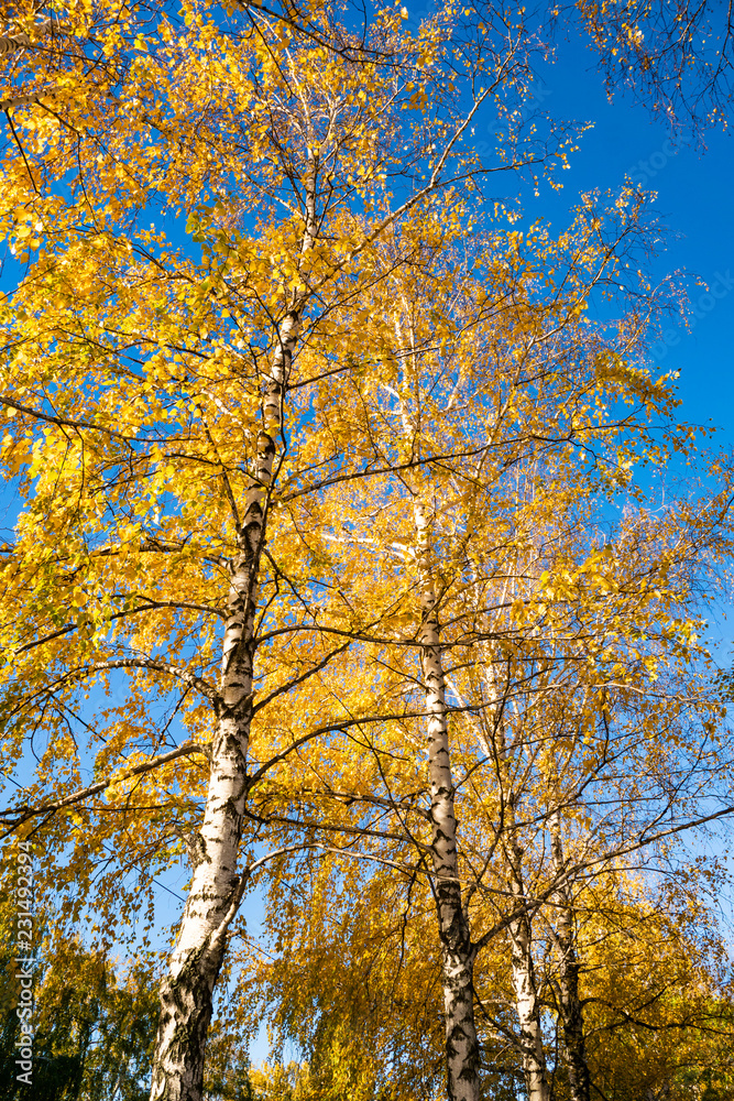Russian birches, mellow autumn