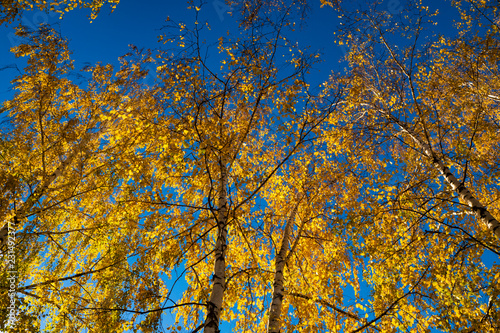 Russian birches, mellow autumn