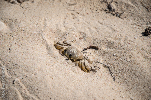 Atlantic ghost crab in Playa Girón