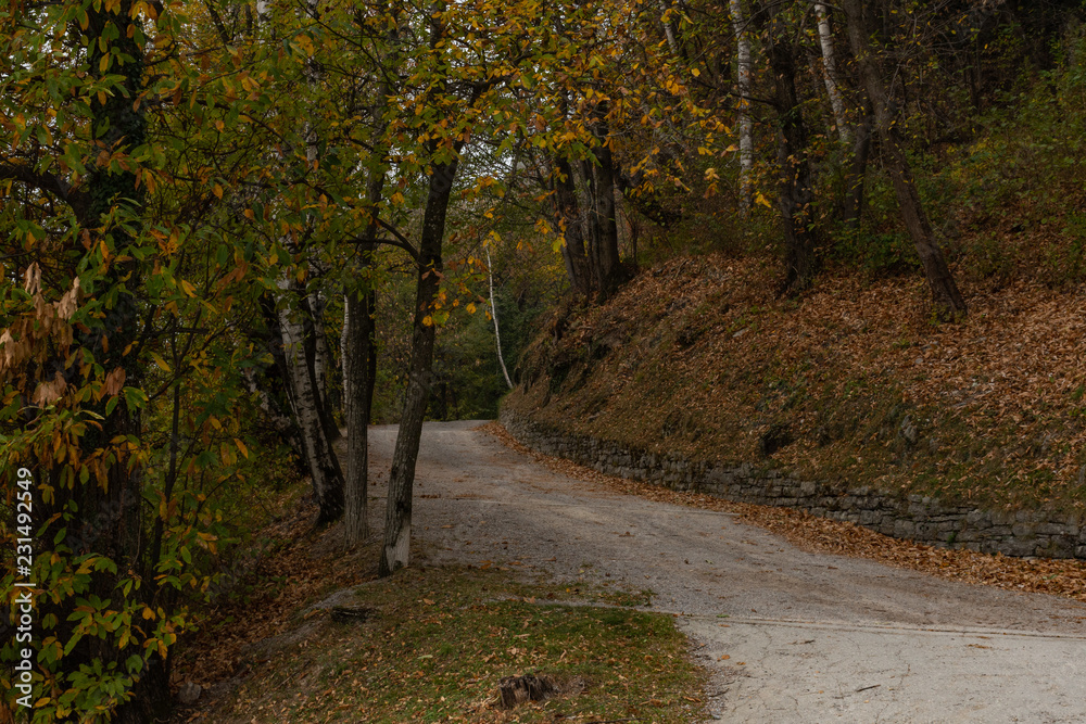 Fototapeta premium Parco Monte Brè - Colori d'autunno
