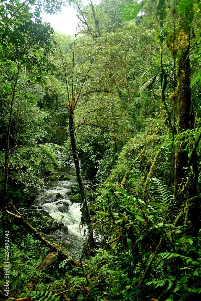 Fototapeta premium Rio selva