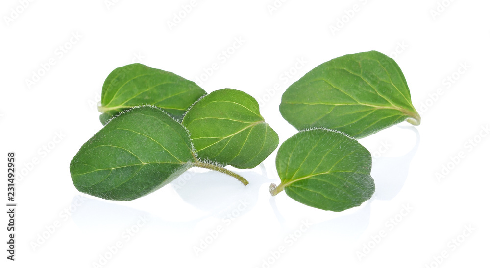 oregano leaves on white background