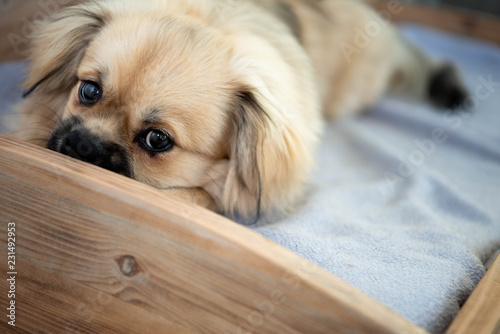 puppy eyes coming from young tibetan spaniel - skewed angle photo