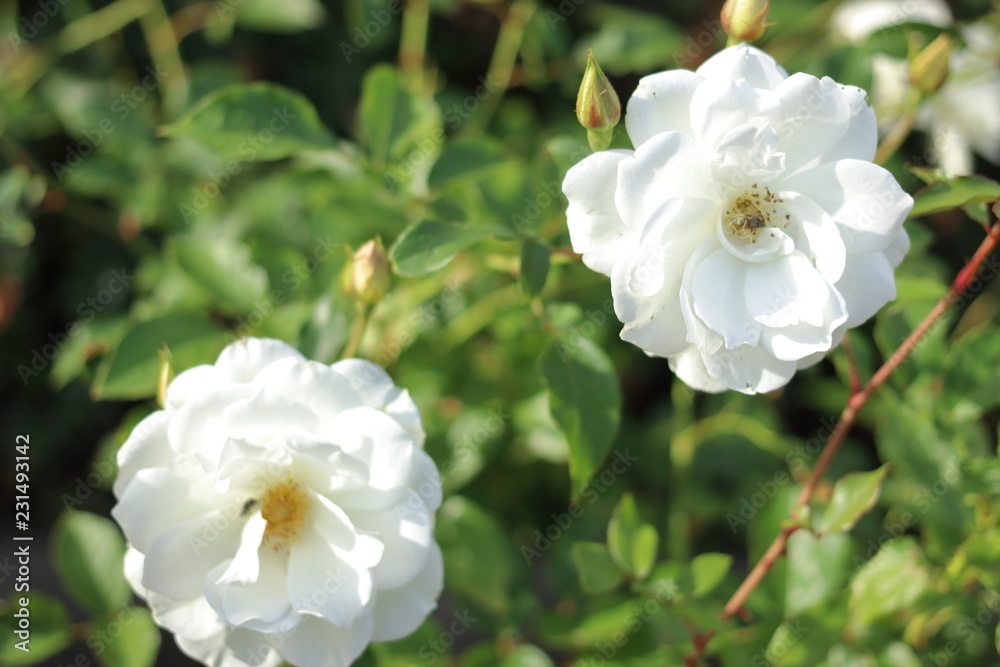 白い薔薇の鼻 白い薔薇の鼻