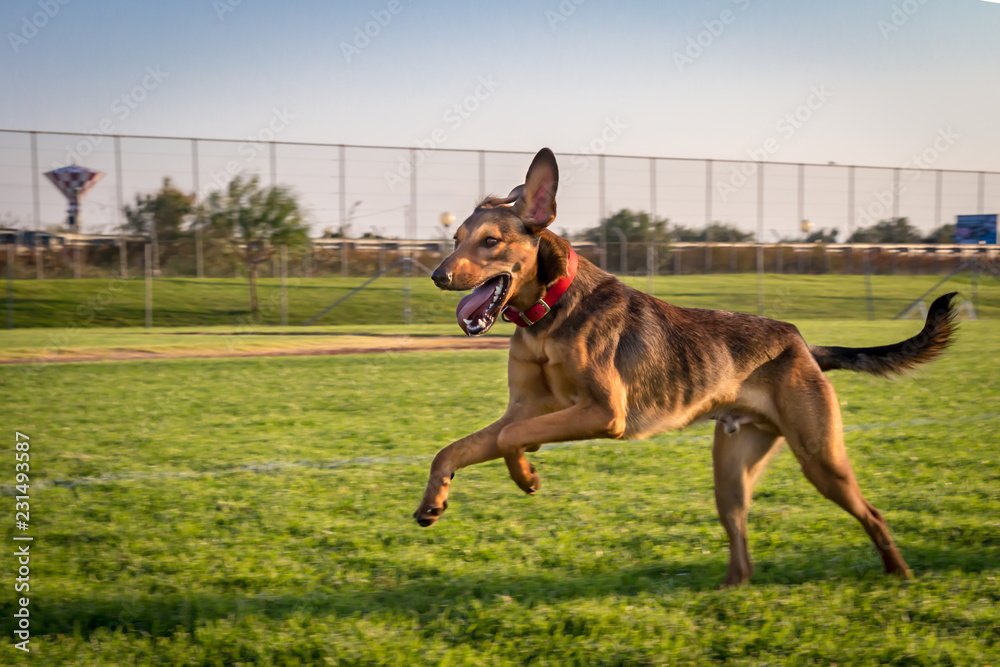 Playful Dog Running in a Field