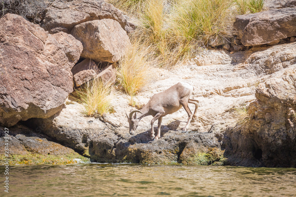 Big Horned Sheep make this wilderness area near a lake in Arizona their home. They wander on slick steep rock and do not fall. These wild animals are social but the males will fight over a female