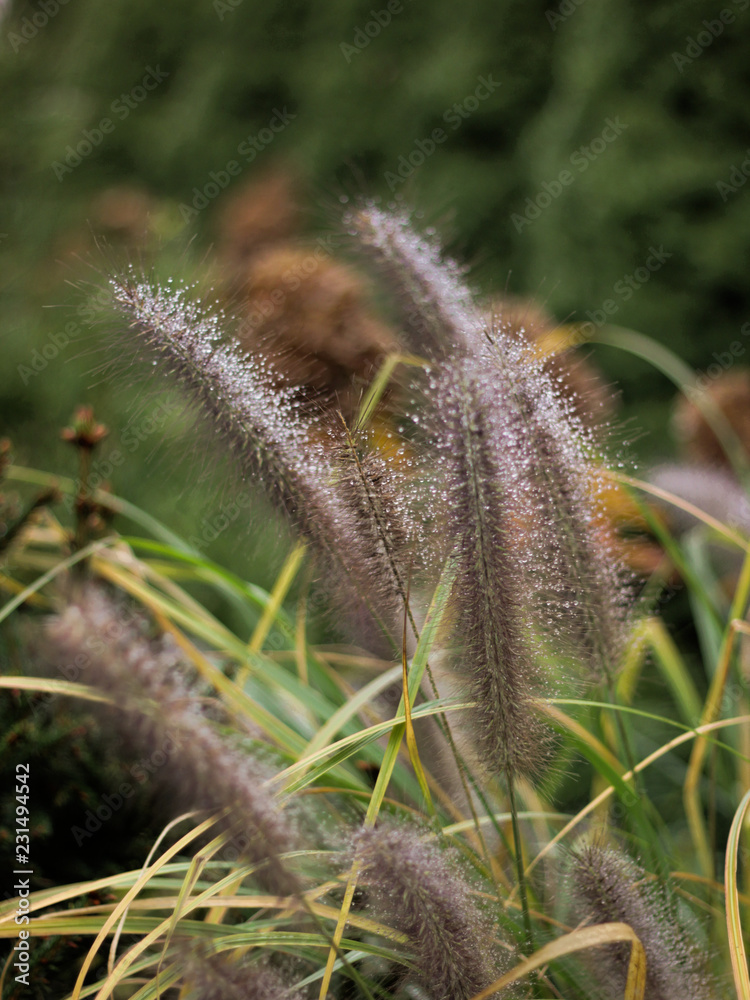 Obraz premium Kłosy trawy w ogrodzie parku działce 