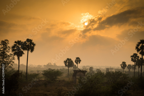 tree silhouettes during sunset