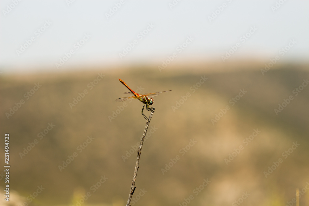 dragonfly in its habitat with macro