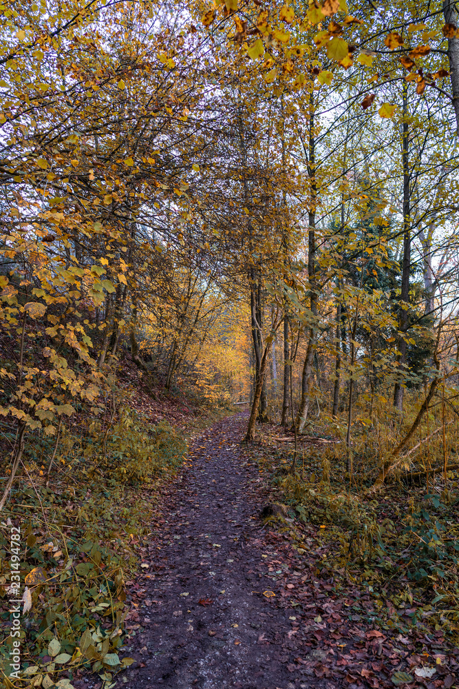 Forest path with trees in autumn Forest path with trees in autumn