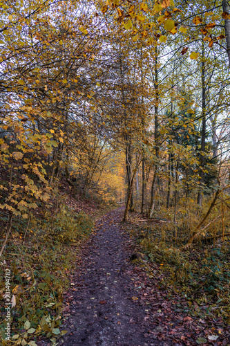 Forest path with trees in autumn