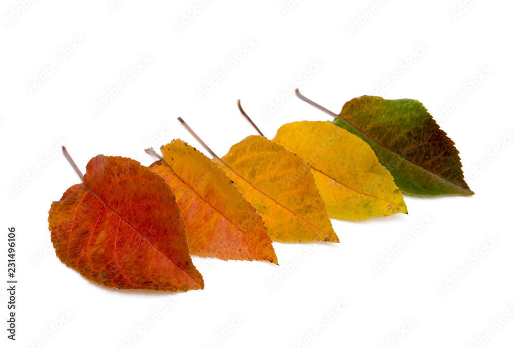Obraz premium Colorful autumn leaves isolated on white background