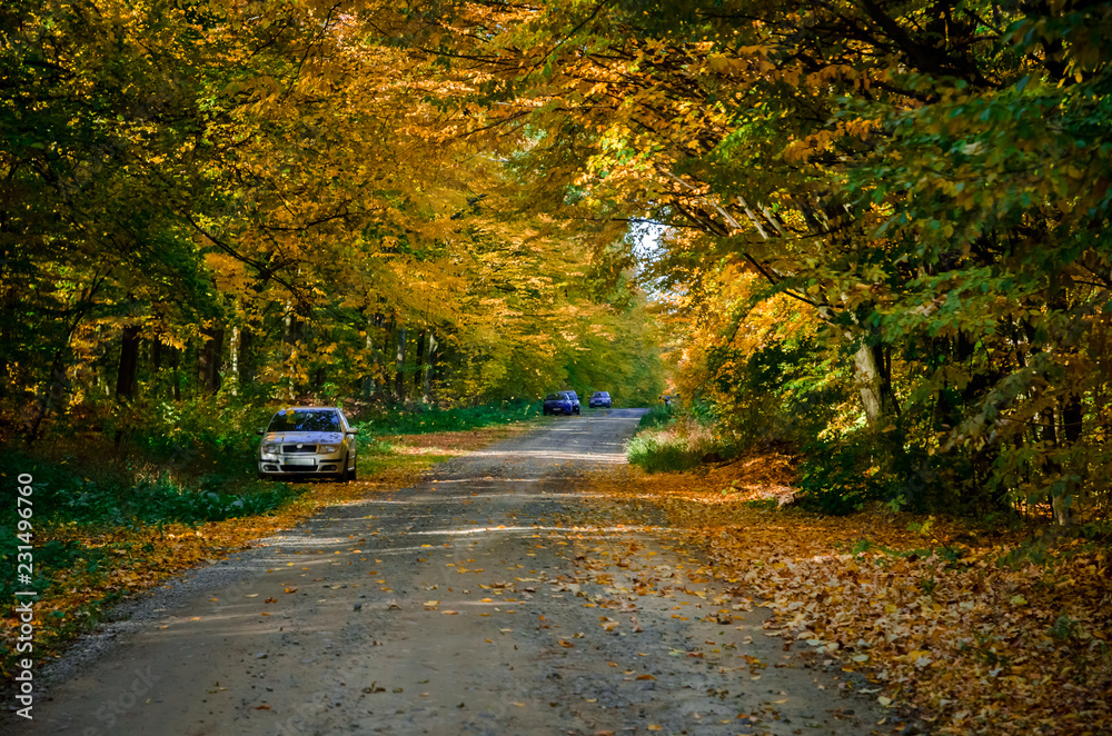 Forest road on the background of autumn foliage Forest road on the background of autumn foliage