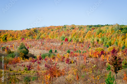 Colorful leaves on trees in autumn forest