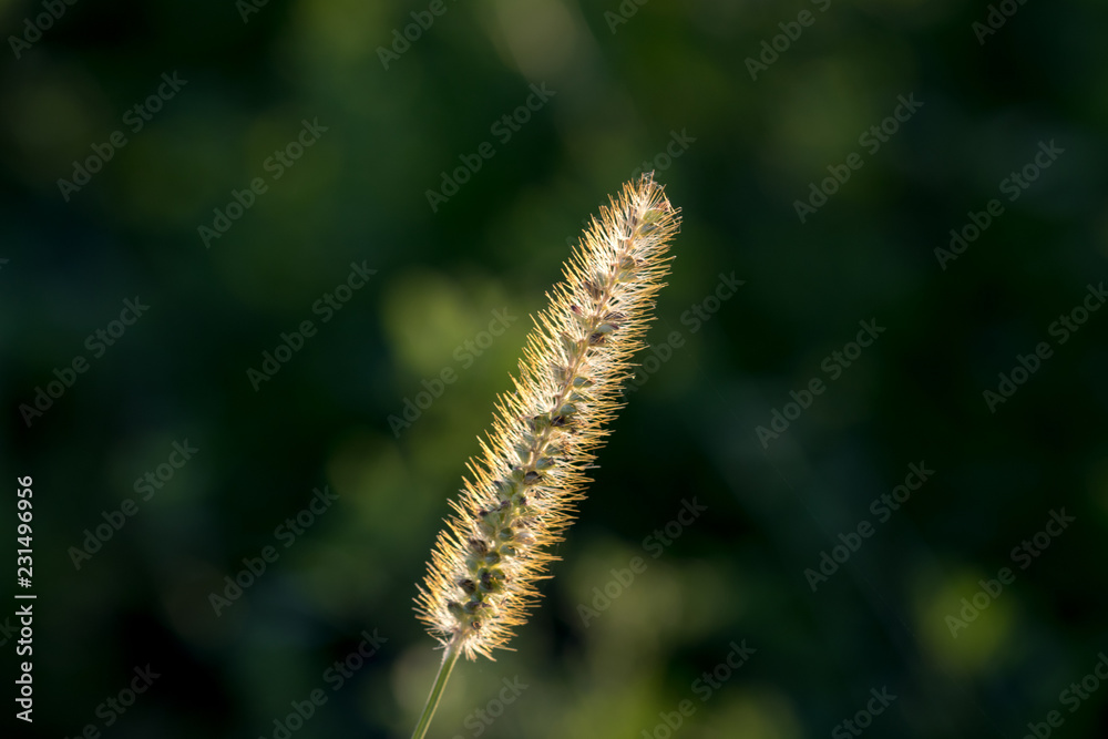 plant with macro in its habitat plant with macro in its habitat