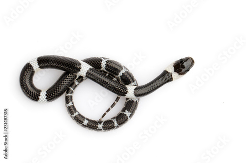 Image of little snake (Lycodon laoensis) on white background., Reptile,. Animals