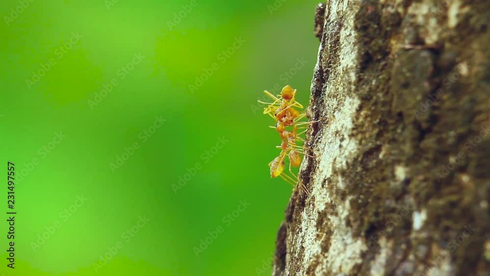 Red ants in Bardia national park, Nepal ; eusocial insects of the family Formicidae Red ants in Bardia national park, Nepal ; eusocial insects of the family Formicidae