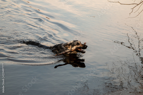 German shepherd swims in the river with a stick in its mouth