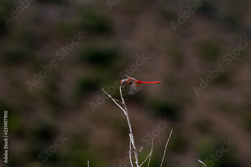 dragonfly in its habitat with macro © Javier