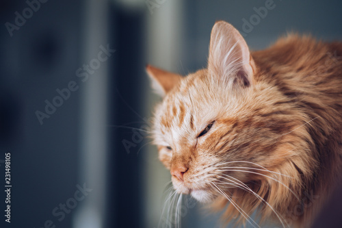 Fototapeta Naklejka Na Ścianę i Meble -  Side view portrait of a sleepy and funny ginger cat.