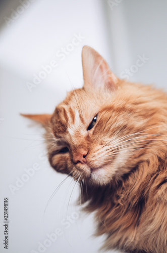 Below view of a sneeky ginger cat lookin at the camera with a foxy look.