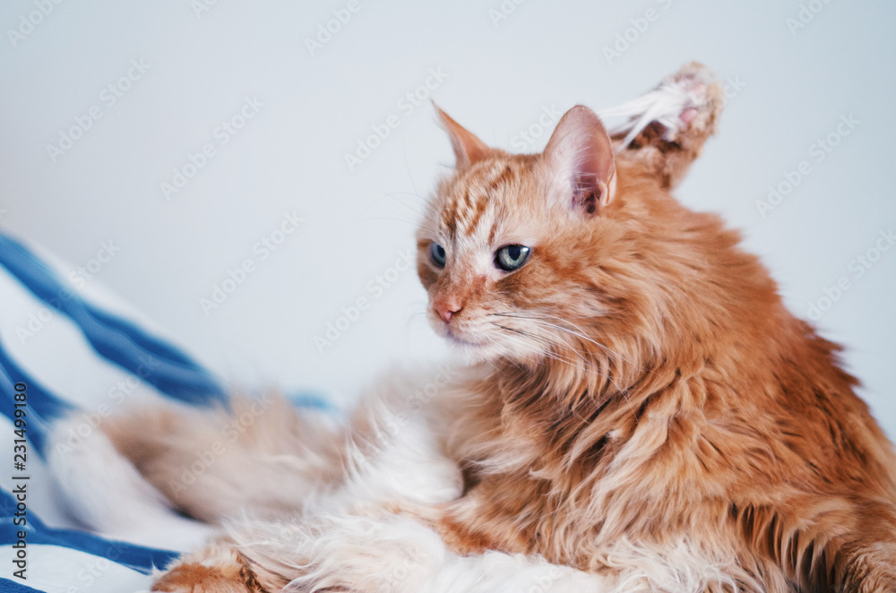 Funny ginger cat washing himself on a cosy bed. Funny ginger cat washing himself on a cosy bed.