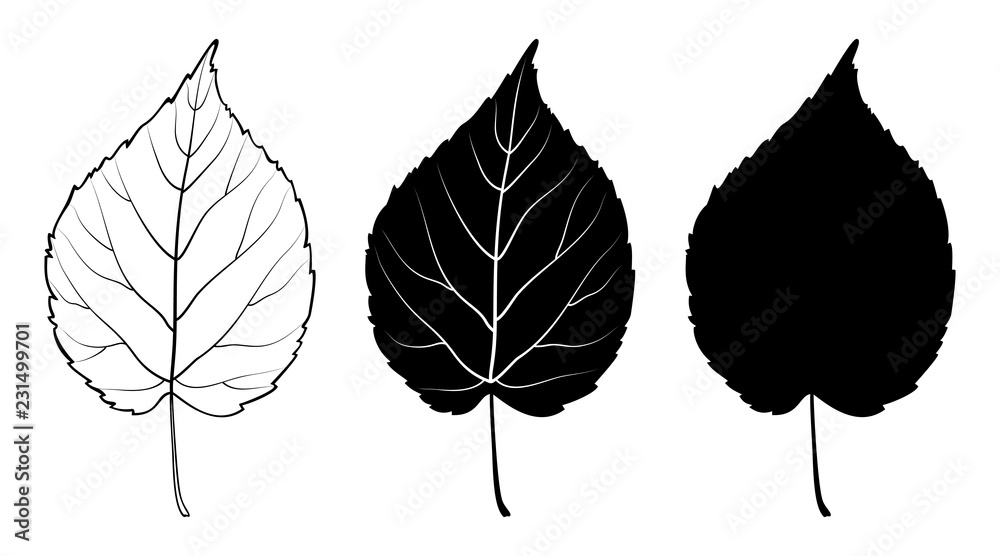Fototapeta premium Linden leaf. Linear, silhouette isolated on white background. Vector illustration