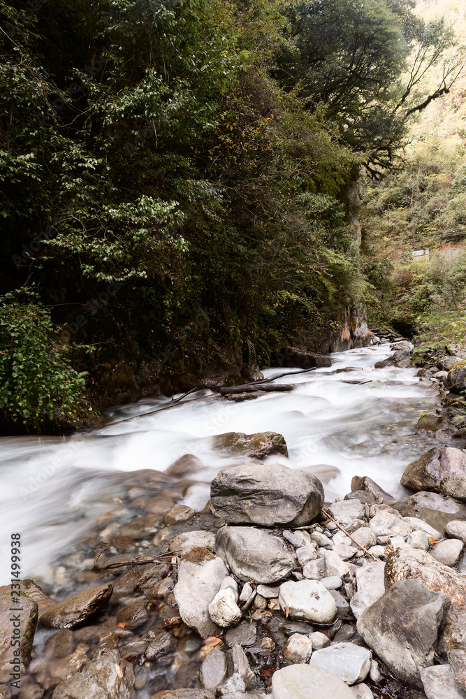 river in forest