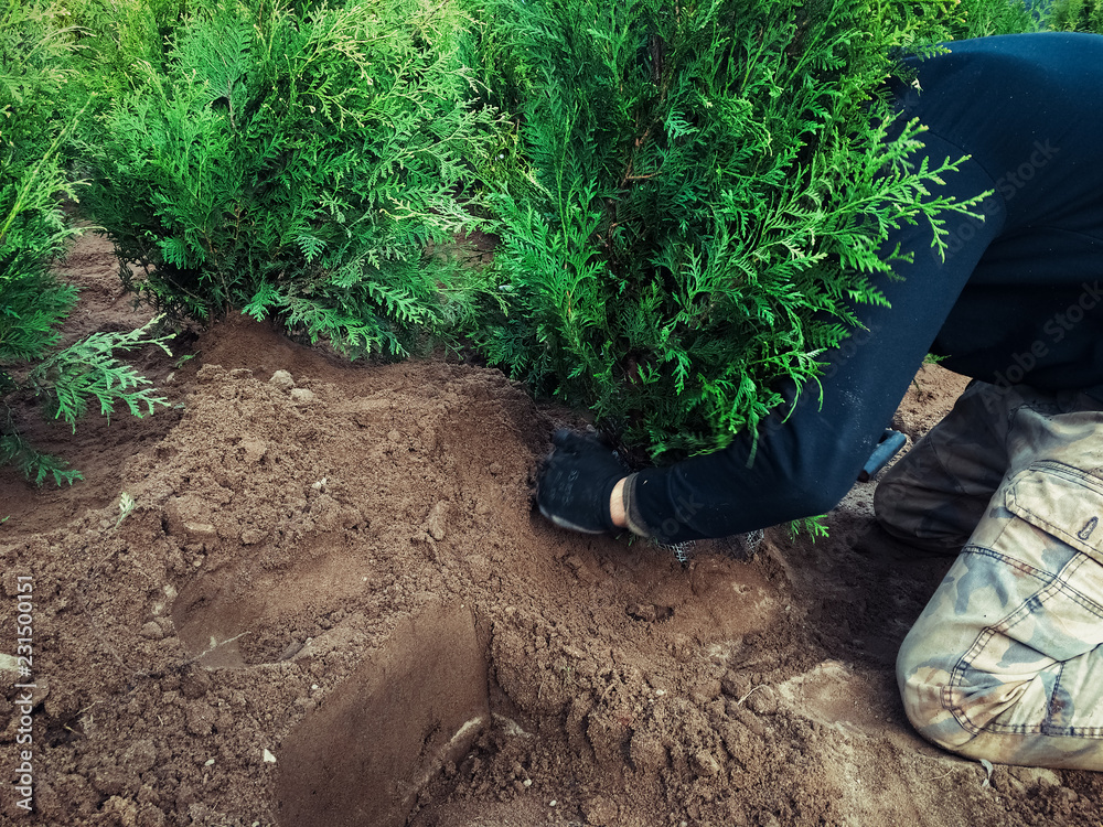 Fototapeta premium Closeup of a man planting Thuja trees.