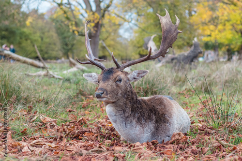 Deer in the forest