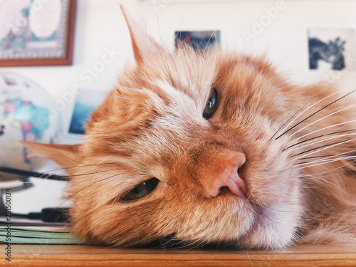 Closeup portrait of a funny and sleepy ginger cat.