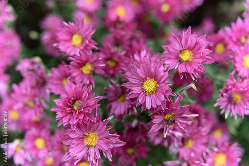 flowers in garden