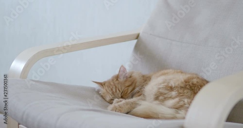 Cute ginger cat lying on beige chair. Fluffy pet going to sleep. Cozy home.