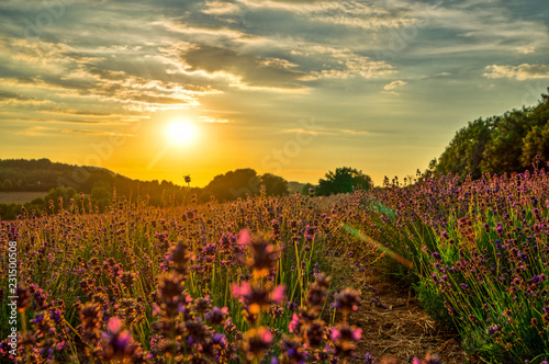 sunset over the lavender field