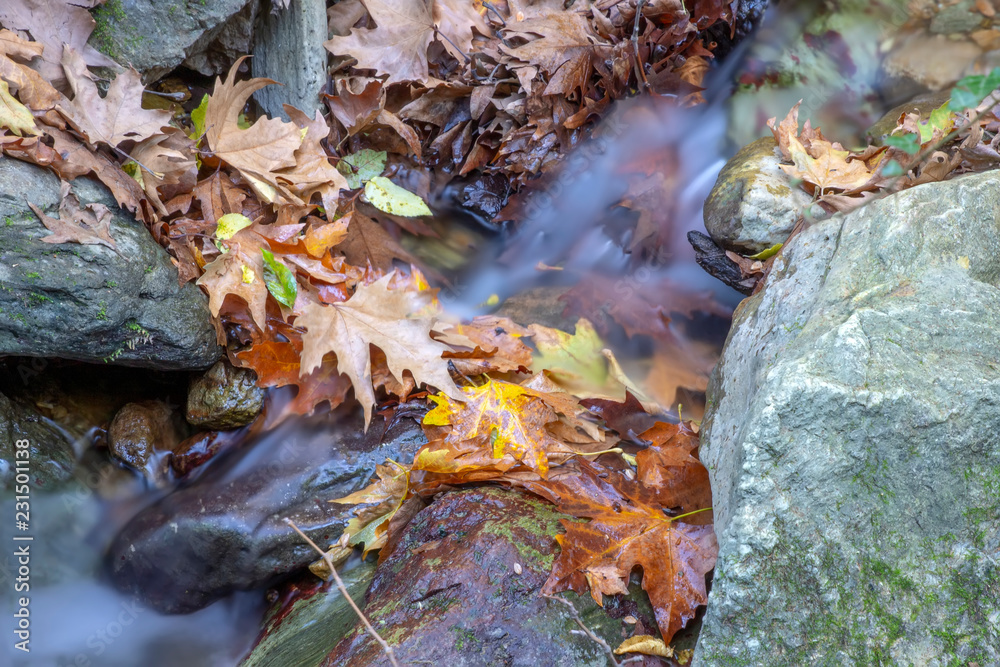 The brook falls between moss-covered stones and autumn leaves The brook falls between moss-covered stones and autumn leaves
