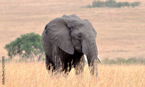 elephant in kenya © Nikolay