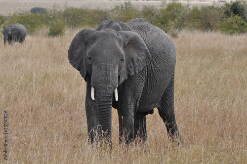 elephant in kenya